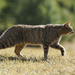 European Wildcat - Photo (c) janconl, some rights reserved (CC BY-NC-SA), uploaded by janconl