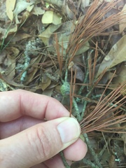 Pinus glabra