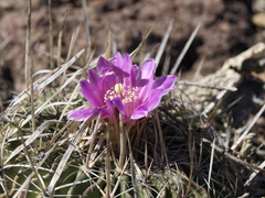 Echinofossulocactus ochoterenaus