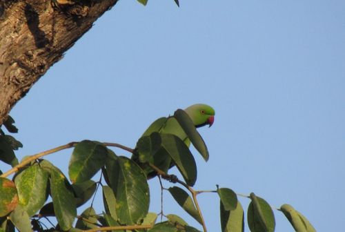 Abyssinian rose-ringed parakeet
