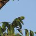 Psittacula krameri parvirostris - Photo (c) Vlada Trailin, alguns direitos reservados (CC BY-NC), uploaded by Vlada Trailin