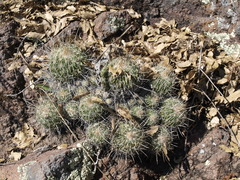 Echinofossulocactus ochoterenaus