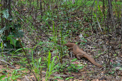 Varanus bengalensis