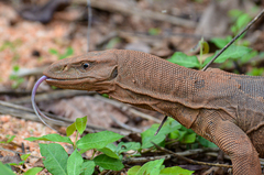 Varanus bengalensis