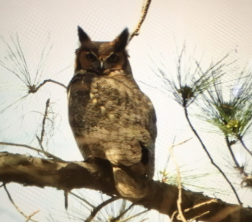 Great Horned Owl photographed in Georgia