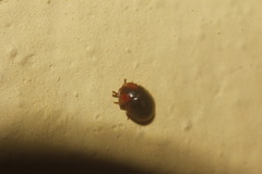 Pseudoryssomus