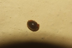 Pseudoryssomus