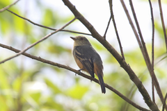 Knipolegus poecilurus