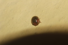 Pseudoryssomus