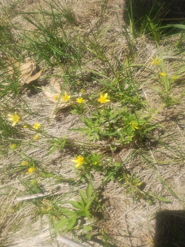 Ranunculus fascicularis, photograph 5