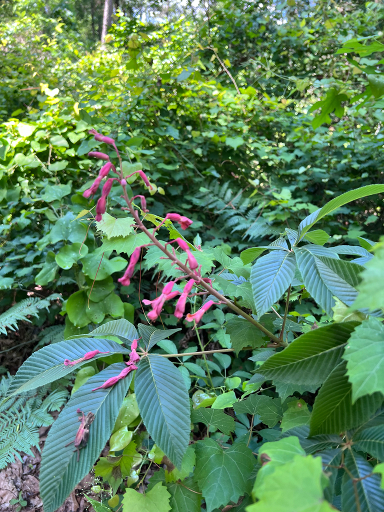 Red Buckeye from Pine Ridge Spur Trail, Karnack, TX, US on May 2, 2026 ...