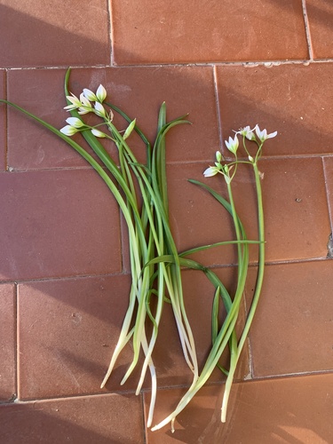 Allium pendulinum, photograph 5
