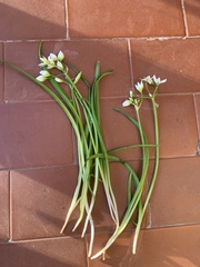 Allium pendulinum, photograph (c) Manuela Fiorini, some rights reserved (CC BY)