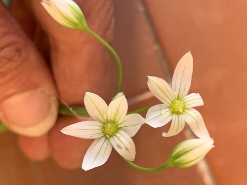 Allium pendulinum, photograph 6