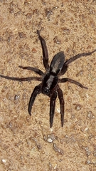 Teminius insularis