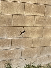 Sceloporus occidentalis