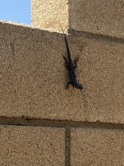 Sceloporus occidentalis