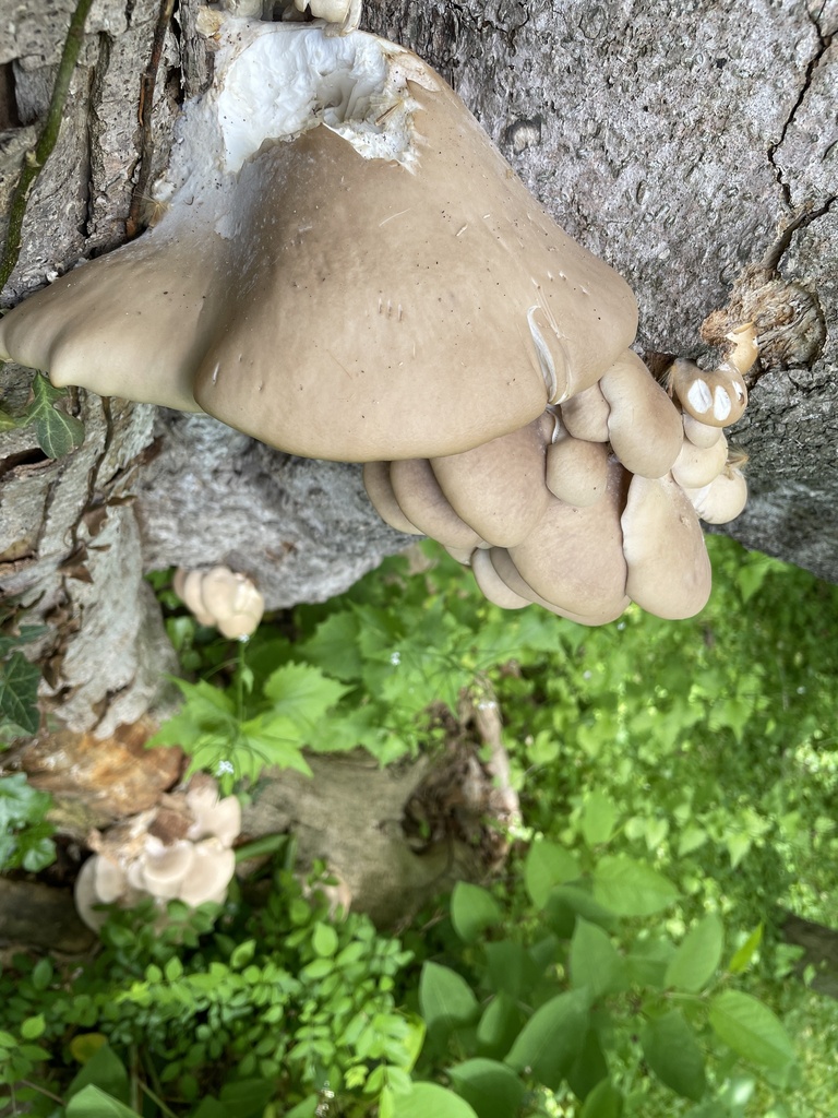 Pleurotus ostreatus · May 2026 · photo: © irabike (iNaturalist, cc0)