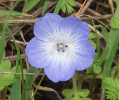 Nemophila menziesii menziesii