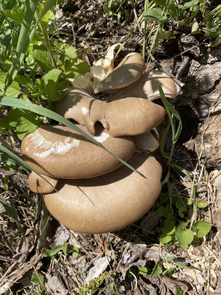 Pleurotus ostreatus · May 2026 · photo: © irabike (iNaturalist, cc0)