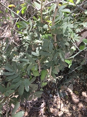 Guaiacum coulteri, photograph (c) Adrian Bojorquez, some rights reserved (CC BY-SA)