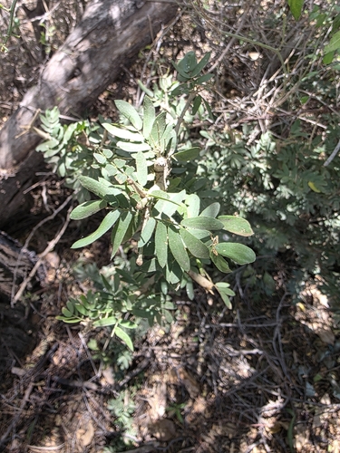 Guaiacum coulteri, photograph 4