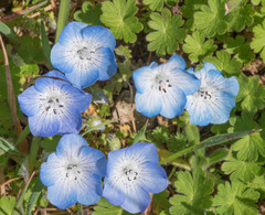 Nemophila menziesii menziesii