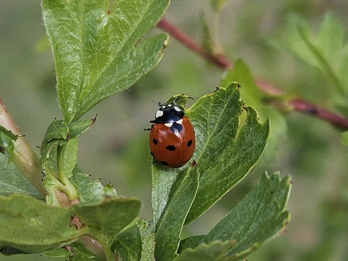 Seven-spotted Lady Beetle
