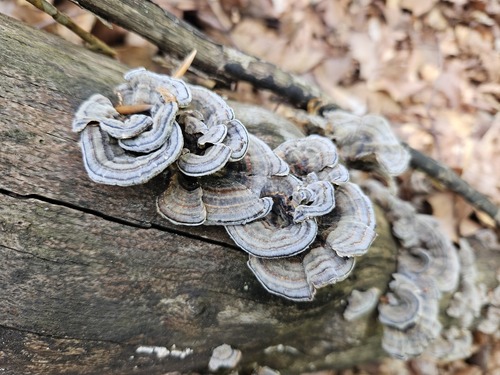 turkey-tail