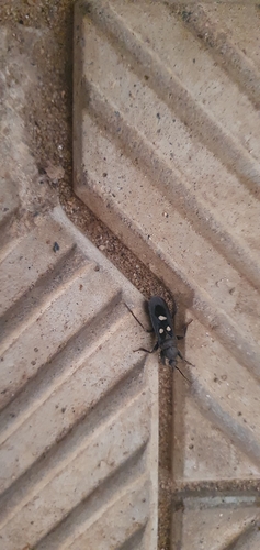 Ectomocoris quadrimaculatus