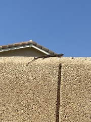 Sceloporus occidentalis
