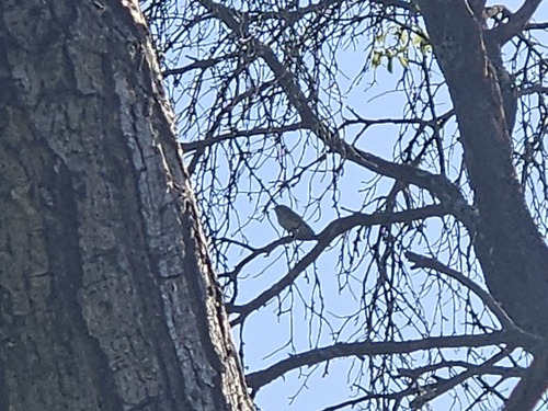Eurasian Wryneck