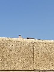 Sceloporus occidentalis
