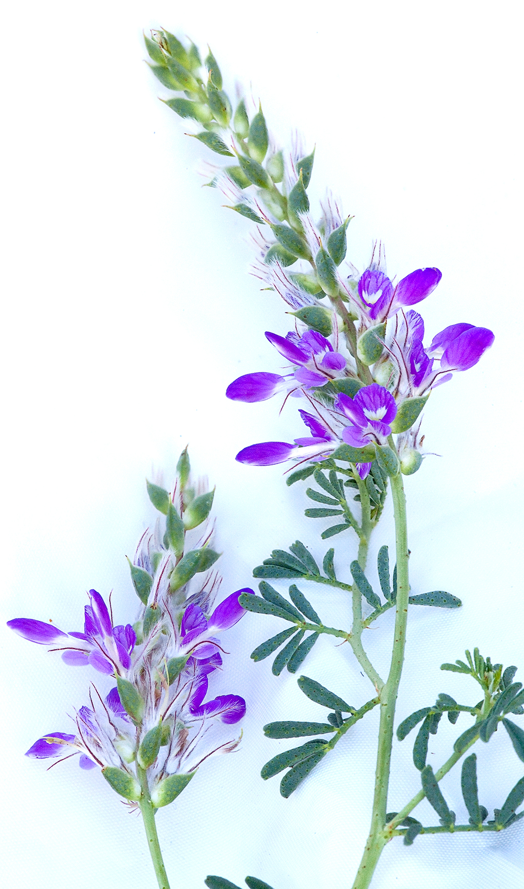 Dalea pogonathera