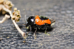 Cryptocephalus notatus