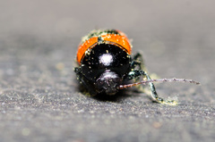 Cryptocephalus notatus