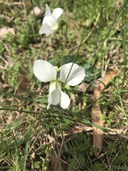 Viola alba