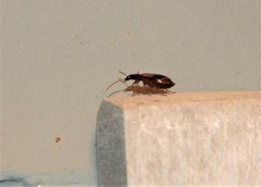 Lebia fuscata