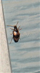 Lebia fuscata