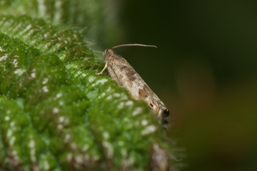 Grey Gorse Piercer