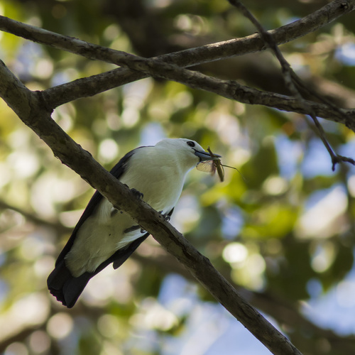 iNaturalist image