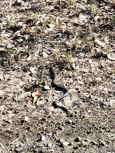Adder