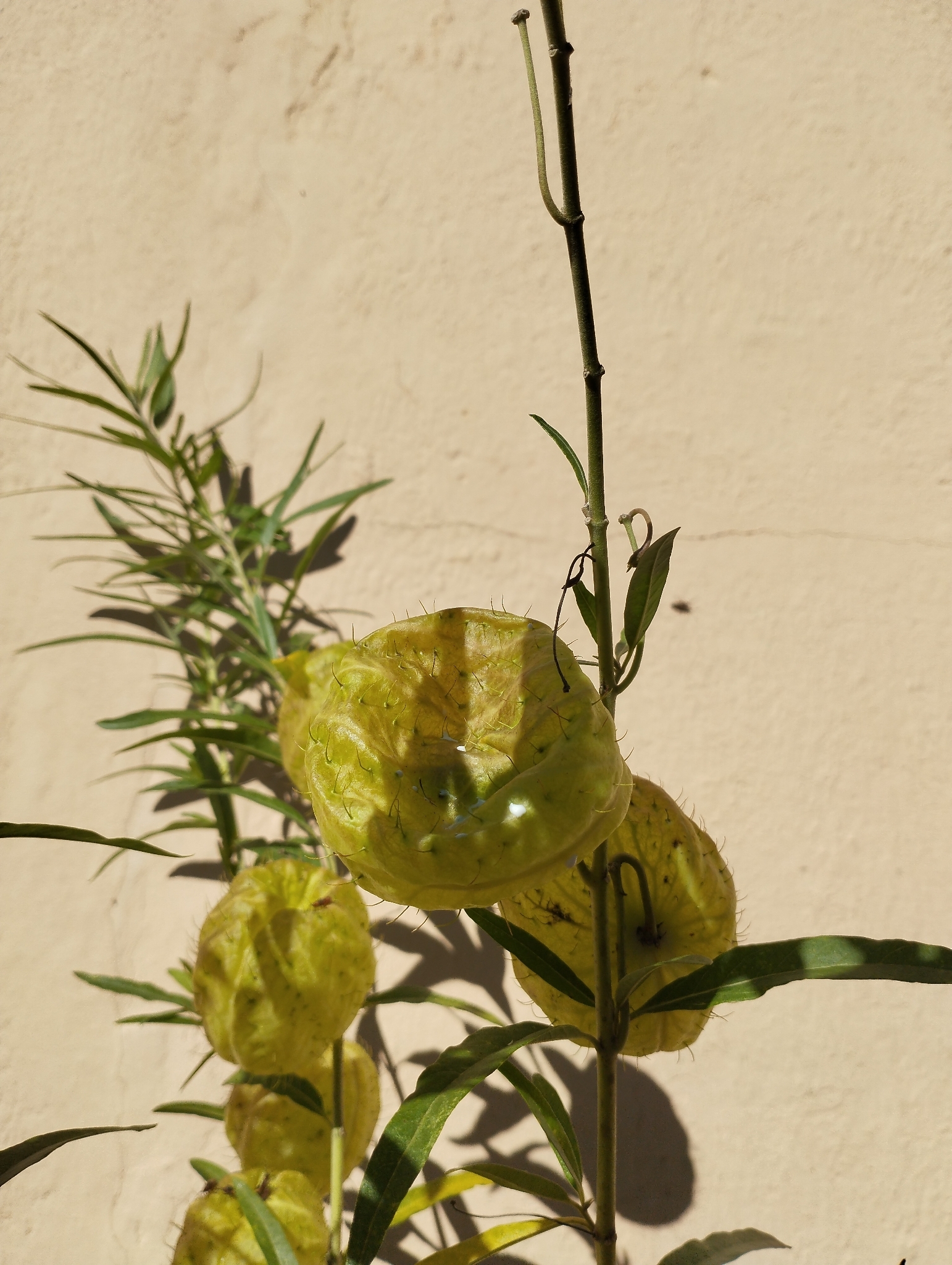 Gomphocarpus physocarpus