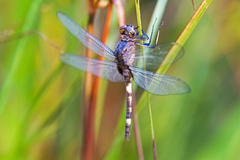Erythemis attala