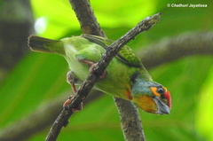 Psilopogon rubricapillus