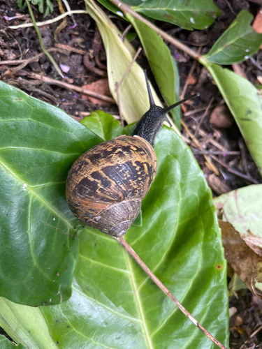 Cornu aspersum