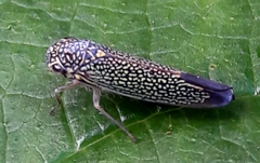 Macugonalia cavifrons