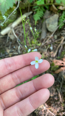 Cardamine nuttallii, photograph (c) Elana Feldman, some rights reserved (CC BY-SA)