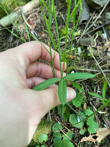 Cardamine nuttallii, photograph 6