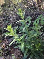 Lithospermum caroliniense